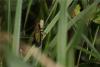 Zeuneriana abbreviata